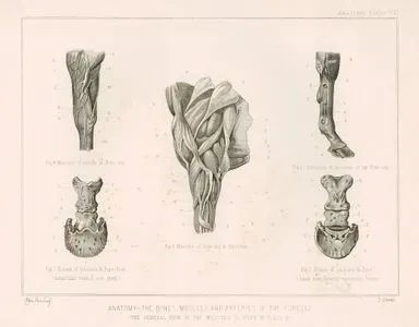 Atın Ön Bacak Kemiklerin, Kaslarının ve Arterlerinin Anatomik Yapısı, Plate VII.