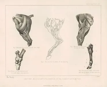 Atın Arka Bacak Kaslarının, Arterlerinin Kemiklerinin Ve Diğer Yapılarının Anatomik Yapısı, Plate VII.
