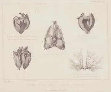 Atın Göğüş Kısmındaki İç Organların (Kalp, Akciğer Ve Damarlar) Anatomik Yapısı, Plate 12