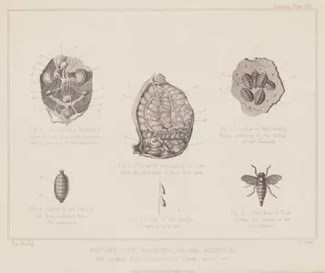Atın Böbreklerini, Mesanesini Ve Kalın Bağırsaklarını İlişkin Atın Karın Anatomisi İle Larvaları Ve Yumurtalarıyla Birlikte At Sineği, Plate XIII