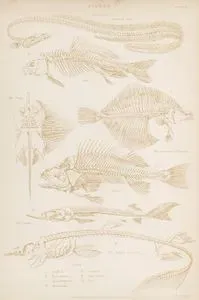 Balık İskeletleri-Yılan Balığı, Sazan, Tırpana Balığı, Pisi Balığı, Levrek, Çığa Balığı, Mahmuzlu Camgöz Köpekbalığı, Plate 17