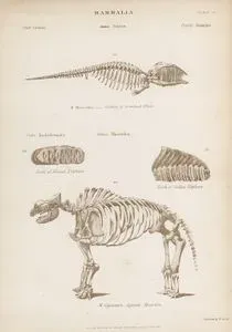 Memeliler-Grönland Balinasının İskeleti, Afrika Ve Hint Filinin Dişi, Mastodon (Mammut) İskeleti, Plate 32