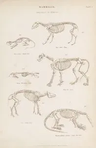 Memeliler-Hayvan İskeletleri-Koyun, Kara Fare, Köstebek, Aslan, Domuz, Büyük Karıncayiyen, Plate 33