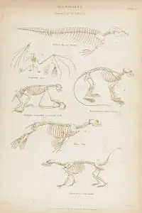 Memeliler-Hayvan İskeletleri-Dugong, Yarasa, Üç Parmaklı Tembel Hayvanlar, Gümüş Yaprak Maymun, Fok Balığı, Koatimunti, Plate 34