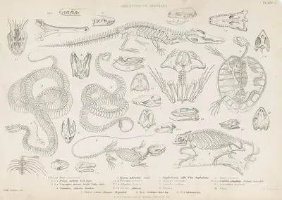 Sürüngenlerin İskeleti-1.1a.1b.Bayağı Kurbağa 2.2a.Burma Pitonu 3.3a.Uropsophus durissus. Banded Rattle Snake 4.Bukalemun 5.İguana 6.6a.Kaplumbağa 7.7a.Timsah 8 .8a.Yılan 9.Kırmızı Solucan Kertenkele 10.Scineus Officinalis 11.Cüce Çit Kertenkelesi 12.Nil Kaplumbağası 13.Emys Arpansa 14.14a.Hint Gavyali 15.Timsah 16.Naja Yılanı 17.Draco, Uçan Kertenkele 18.Boa Yılanı 19.Salamandra