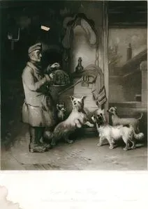 Köpeklerin Fare Yakalama İstekleri