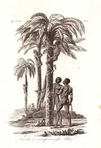 Ağaçlara Tırmanan Afrikalı Yerliler, Afrika Cilt III. Resim 17.