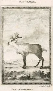 Dişi Ren Geyiği