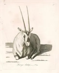 Arabistan Oriksi Antilop