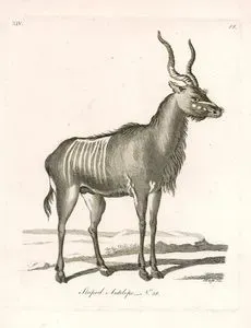 Çizgili Antilop