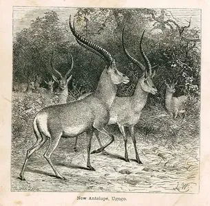 Antilop