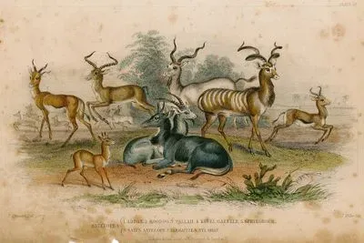 Antiloplar-Addax Antilopu, Kudu Antilopu, Güney Afrika Antilopu,Keseli Antilop, Salt 
Antilopu, Nilgai Antilopu