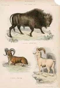 Memeliler, Bonasus, Ovis Cinsi (Plate 18)- 59. Amerikan Bizonu (Bonasus Americanus), 60. Tibet Keçisi (Ovis Ammon), 61. Dağ Keçisi (Ovis Montana)