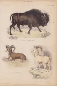 Memeliler, Bonasus, Ovis Cinsi (Plate 18)- 59. Amerikan Bizonu (Bonasus Americanus), 60. Tibet Keçisi (Ovis Ammon), 61. Dağ Keçisi (Ovis Montana)