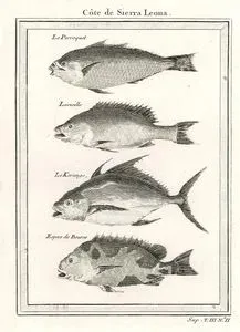 Sierra Leone Kıyıları-Papağan Balığı, Lavreille, Le Korango, Dikenli Çütre Balığı