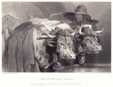 Cenevre'de Su İçen Öküzler