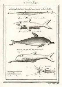 Afrika Kıyılarındaki Balıklar-Orsie, Monstre Marin Tire De Desmarchais-Marsoin De Guinee Tire De Barbot, Becasse De Mer Tire De Desmarchais, Ancornet
