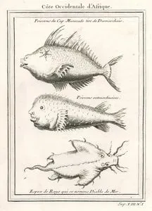 Afrika Kıyılarındaki Balıklar-Poissons Du Cap Mesurado Tire De Desmarchais, Poissons Extraordinaries, Espece De Raye Qui Se Nomme Diable De Mer