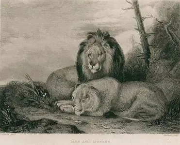 Erkek Ve Dişi Aslan