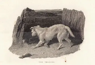 Terrier Cinsi Köpek
