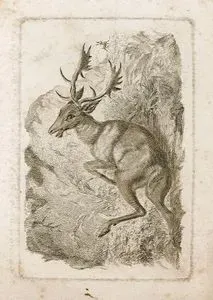 Geyik