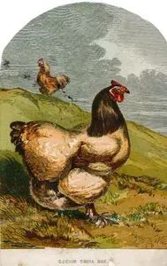 Cochin Çin Tavuğu