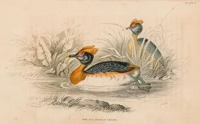 Sclavonian Dalgıç Kuşu