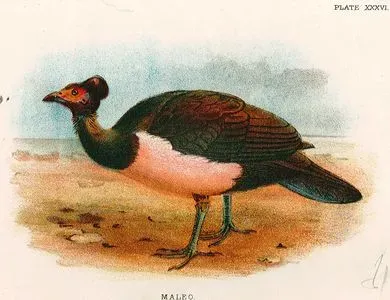 Maleo (Hindi)