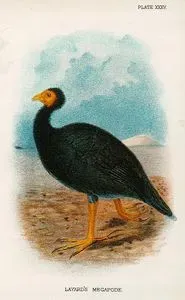 Megapode (Hindi)