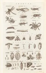 Böcekler, Yusufçuk, Lanternfly, Çekirge, Peygamber Devesi, Ağustos Böceği, Geyik Böceği, Danaburnu, Akrep, Tırtıl, Kelebek,
 Ay Denizanası, Yaprak Böcekleri, Solucan