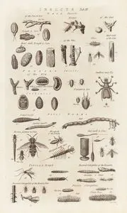 Böcekler- Ur Böcekleri, Progall Böcekleri, Su Solucanları, Tipula Ve Larva
