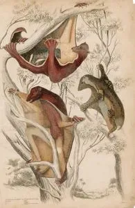 Filipin Kolugosu (Yetişkin Ekek, Dişi Ve Yavru)