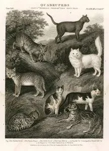 Dört Ayaklılar-Kediler-Oselo, Margay, Serval, Yaban Kedisi, Ev Kedisi, Tortoiseshell Kedisi, Ankara Kedisi, Chartreux Kedisi