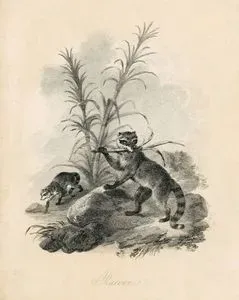 Rakun