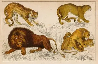 Kaplan, Puma(Dağ Aslanı), Erkek Ve Dişi Aslan İle Yavruları