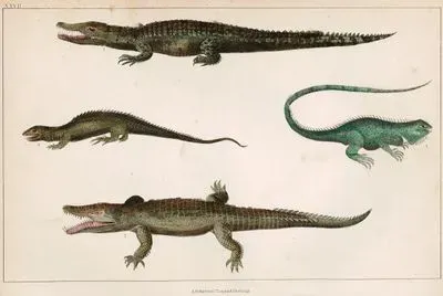 Nil Timsahı, Tupinambis, Sakallı Ejder Ve İguana