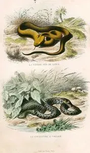 Bothrops Asper Yılanı-Yarı Sucul Yılan
