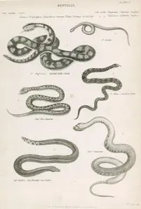 Sürüngenler-1.Çıngıraklı Yılan 2.Viridis 3.Bayağı Engerek 4.Cera Hasselquistü 5.Kara Sırtlı Su Yılanı
 6.Acro Javanicus