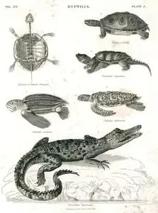 Sürüngenler-1.Kaplumbağa İskeleti 2.Benekli Kaplumbağa 3.Chelydra Serpentina 4. Coriacea 
Kaplumbağası 5.Caretta 6.Timsah