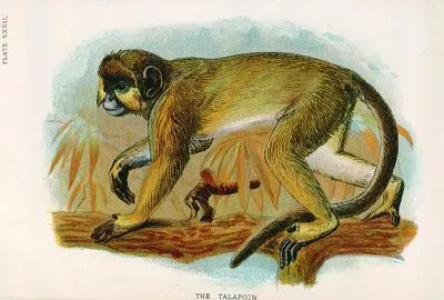 Talapoin