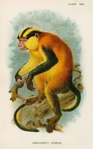 Erxleben Guenon Maymunu