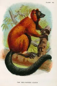 Kırmızı Yakalı Lemur