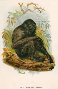 Siyamang