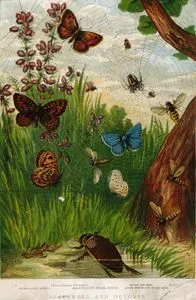 Eylül Ve Ekim- Küçük Esmer Boncuk Kelebeği, Küçük Zıpzıp Perisi Kelebeği, Su Böceği (Kınkanatlılar),
 Örümcek Ve Ağı,Yabanarısı