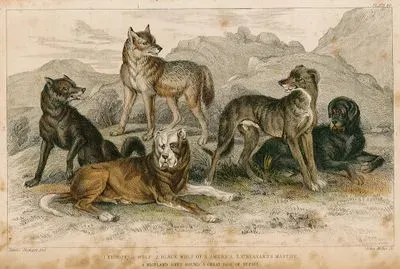 1.Avrasya Kurdu 2.Kara Kurt 3.Saint Bernard 4.Greyhound 5.Büyük Nepal Köpeği