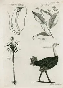 Tube-Eye Balığı, Styrax Benzoin Bitkisi, Şekerkamışı, Devekuşu