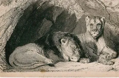 Ormanın Kralı Aslan
