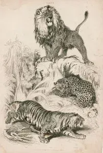 Kediler-Kaplan, Aslan, Leopar