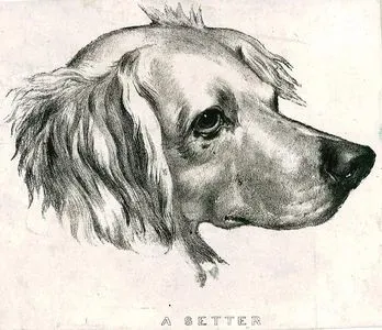 Setter Av Köpeği