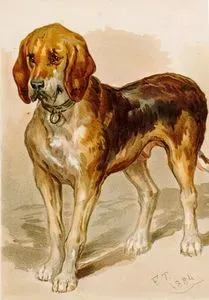 Köpek